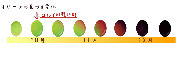 オリーブの変化