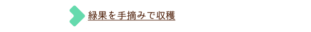 緑果を手摘みで収穫